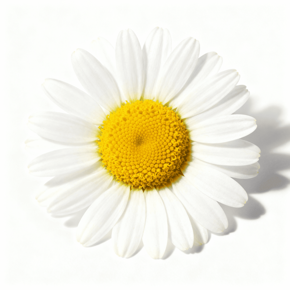 Kamille olie kalmerend plantaardig ingrediënt dat de huid verzacht tijdens reiniging